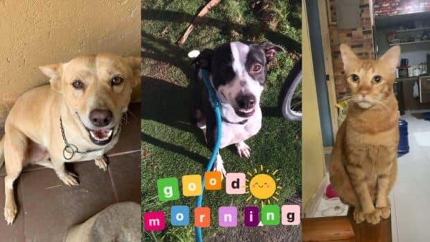 Owners search for missing pets in Typhoon Tino’s aftermath