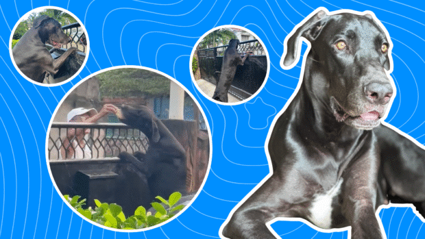 A great dane and her lola best friend in Mambaling, Cebu