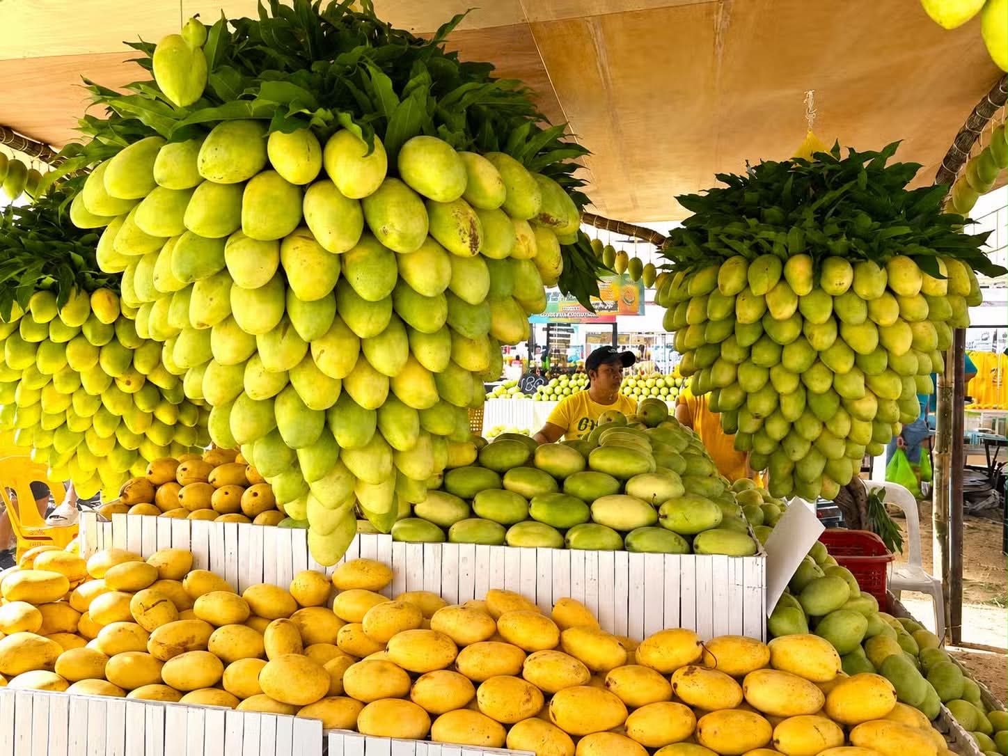 Guimaras mangoes reach Europe in landmark first export