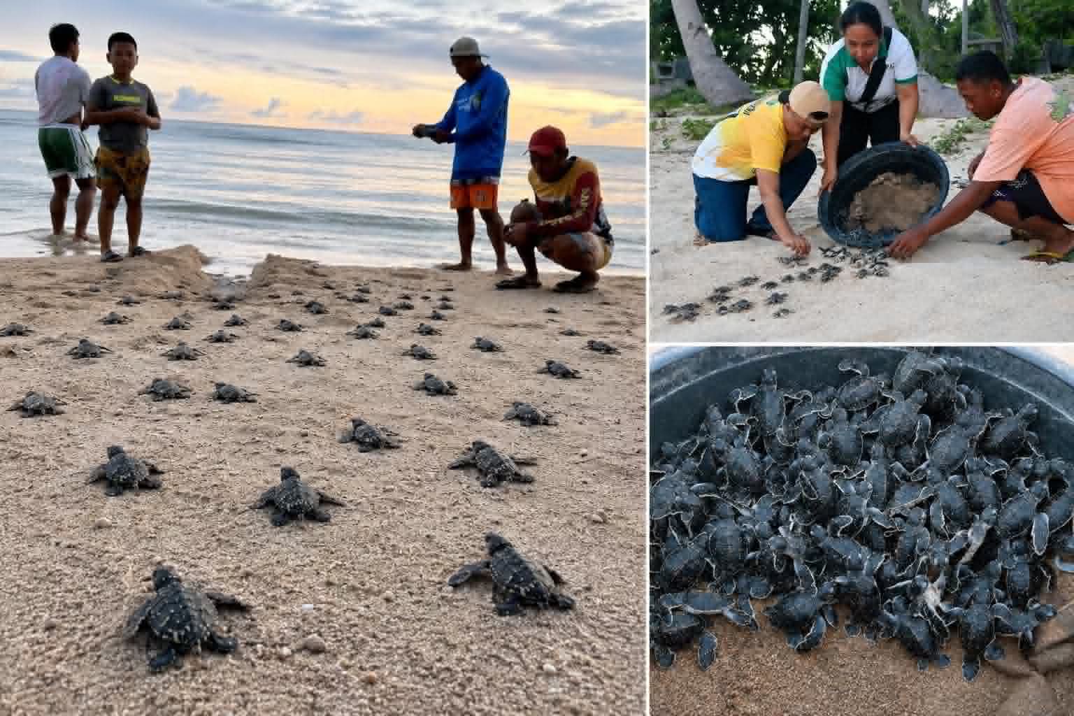 299 sea turtle hatchlings released to the sea in Catanduanes, Sarangani